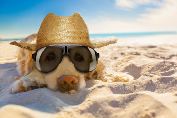 Dog wearing sunglasses and a hat at the beach.