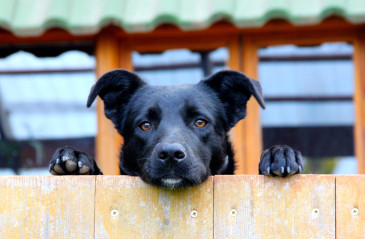 Dog looking over a fence