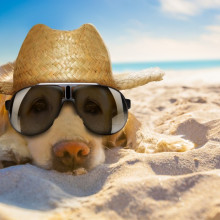 Dog wearing sunglasses and a hat at the beach.