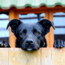 Dog looking over a fence